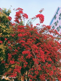 梅花 六角梅