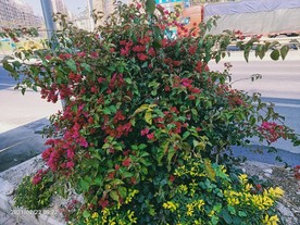 梅花 六角梅