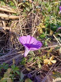 牵牛花 喇叭花