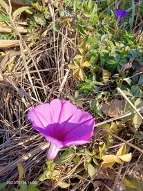 牵牛花 喇叭花