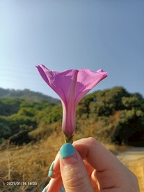 牵牛花 喇叭花