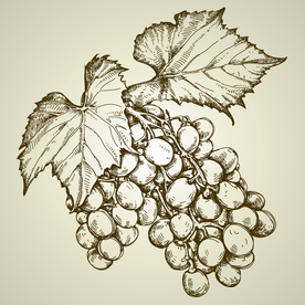 手绘葡萄