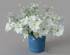 C4D模型白色菊花插画盆栽