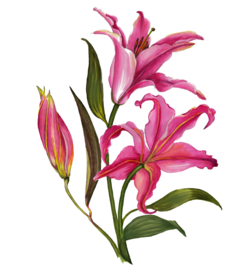 百合花花卉图形手绘花朵