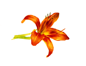 萱草花卉图形手绘花朵