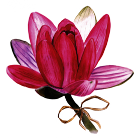 柔毛齿叶睡莲花卉图形手绘花朵