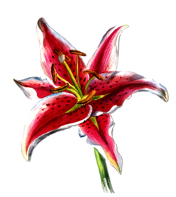 麝香百合花卉图形手绘花朵