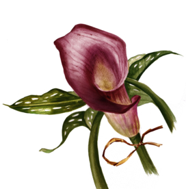 红马蹄莲花卉图形手绘花朵