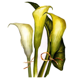 马蹄莲花卉图形手绘花朵