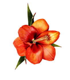 朱顶红花卉图形手绘花朵