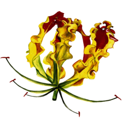 嘉兰花卉图形手绘花朵