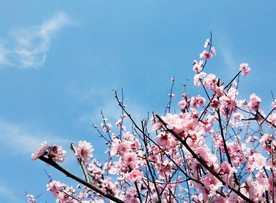 梅花