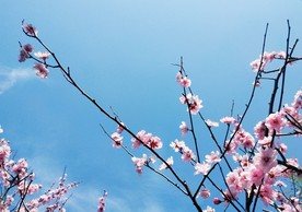 梅花