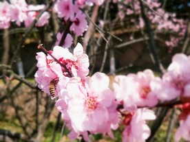 梅花