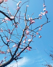 梅花 梅树