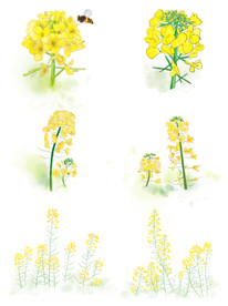 油菜花