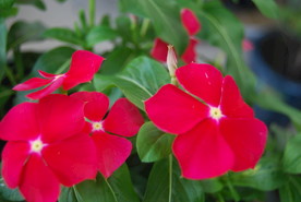 长春花