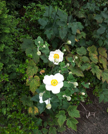 野棉花