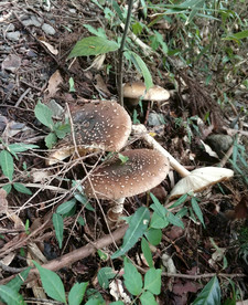 野生蘑菇