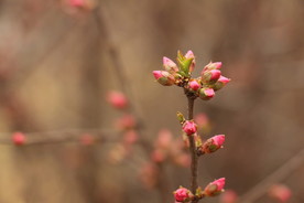 粉红的花蕾