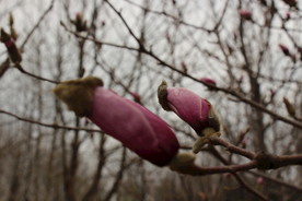木兰花苞