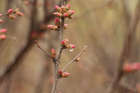花蕾