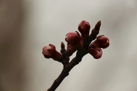 花蕾