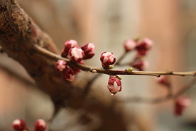 花蕾