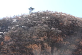 满山的花