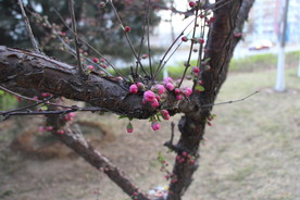 粉红的花蕾