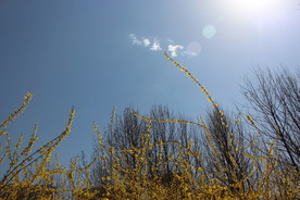 阳光迎春花