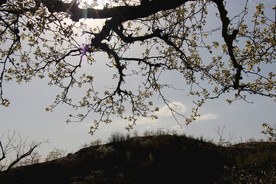 梨花树下