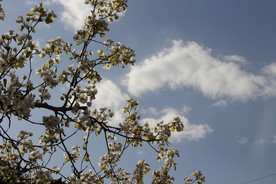 梨花的天空