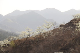 群山前的花