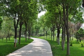 林荫大道之国槐行道树