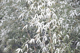 北京下雪后的竹子