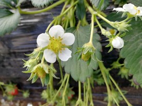 草莓花