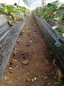 草莓地