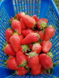 一篮子草莓