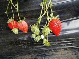 草莓