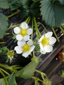 草莓花