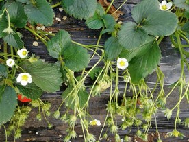 草莓花叶