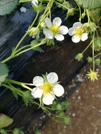 草莓花