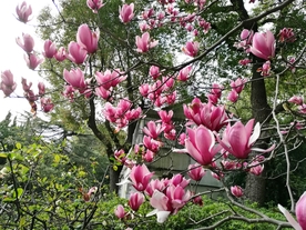 绿色 养眼 玉兰花