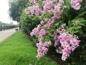 绿色 养眼  紫薇花