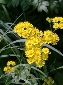绿色 养眼  野菊