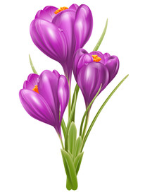 番红花