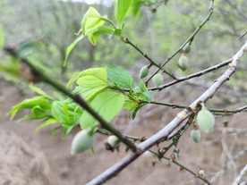 李树 树枝 果苗