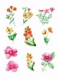 手绘花卉