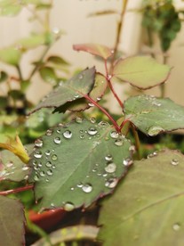 露珠雨珠